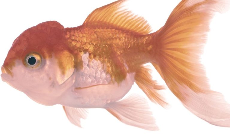 Un poisson voile de chine