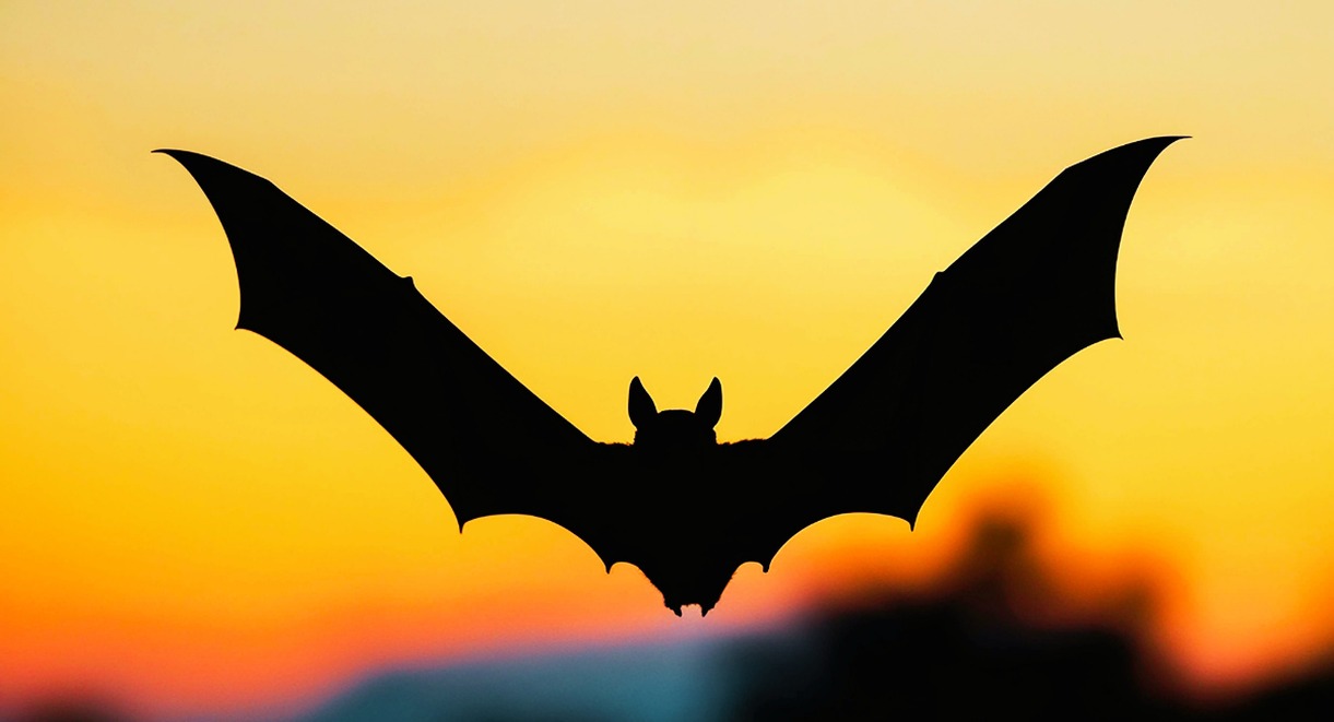Silhouette d'une chauve-souris ailes déployées en vol au crépuscule
